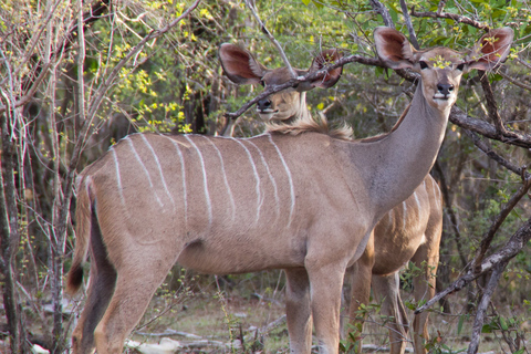 From Zanzibar: 3-Day Nyerere National Park Safari with Meals