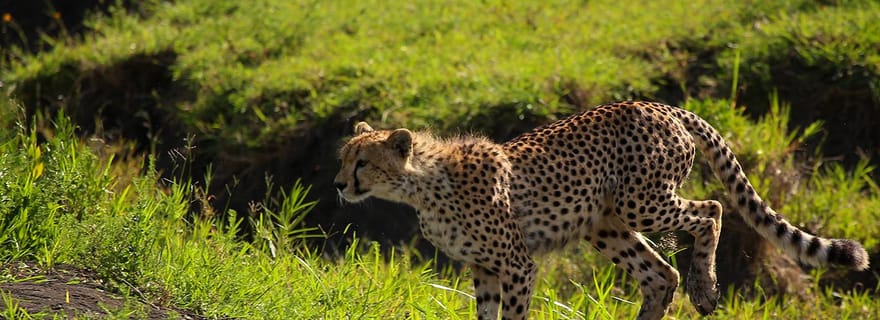 Depuis Zanzibar : Circuit Safari de 2 Jours dans le Parc du Serengeti avec Vols