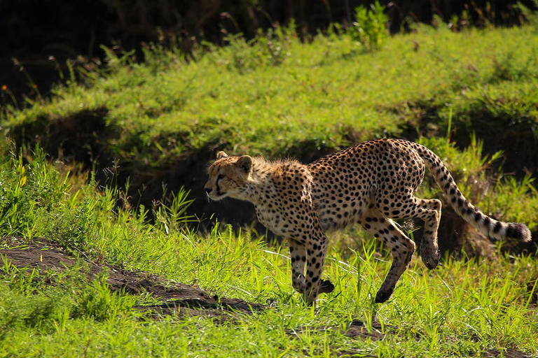 From Zanzibar: 2-Day Serengeti Park Safari Tour with Flights