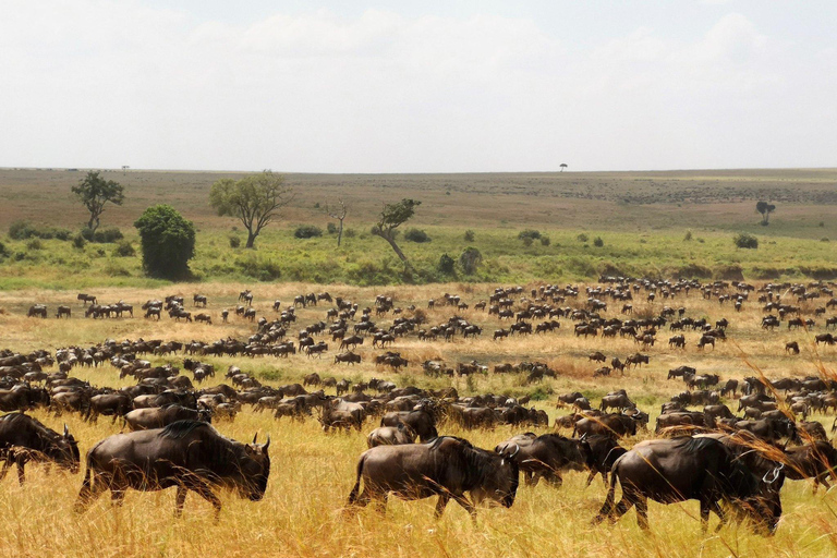From Zanzibar: 2-Day Serengeti Park Safari Tour with Flights