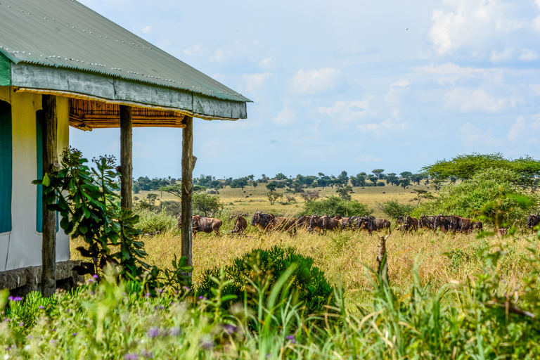 From Zanzibar: 2-Day Serengeti Park Safari Tour with Flights