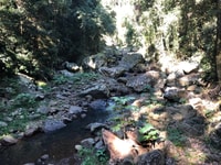 Tour del giorno della foresta pluviale di Brisbane, Springbrook e Mt Tamborine - Hizvo