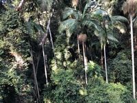 Tour del giorno della foresta pluviale di Brisbane, Springbrook e Mt Tamborine - Hizvo