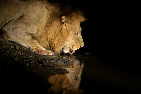 De Zanzibar: Safari de 4 dias no Serengeti com voosDe Zanzibar: Safári de 4 dias no Serengeti com voos