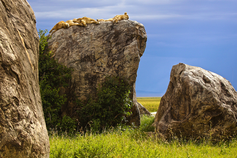 De Zanzibar: Safari de 4 dias no Serengeti com voosDe Zanzibar: Safári de 4 dias no Serengeti com voos