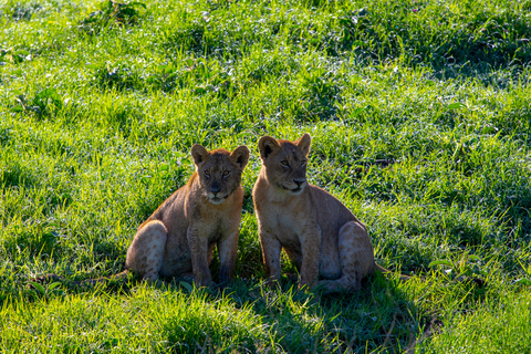 Van Zanzibar: 4-daagse safari in de Serengeti met vluchtenVan Zanzibar: 4-daagse Serengeti Park Safari met vlucht