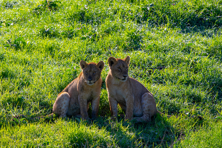 Von Sansibar aus: 4-tägige Safari in der Serengeti mit FlügenAb Sansibar: 4-tägige Serengeti Park Safari mit Flug