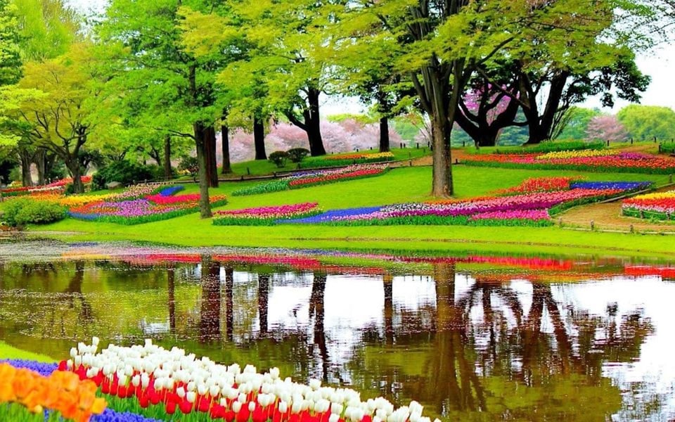 Da Amsterdam: Tour privato del Keukenhof e dell&#039;esperienza dei tulipani