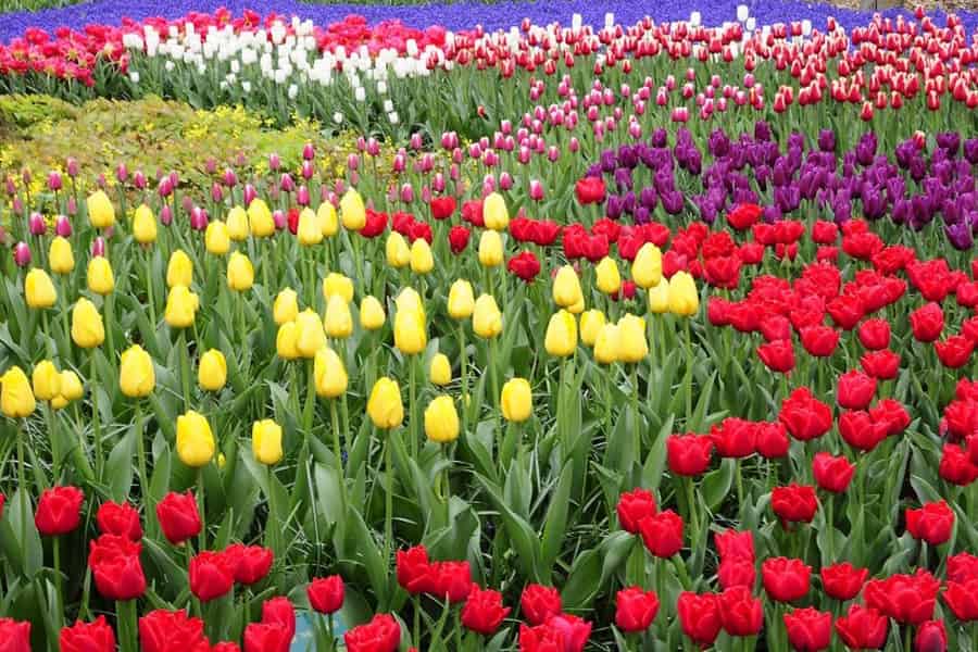 Von Amsterdam aus: Private Keukenhof- und Tulpenerlebnis-Tour. Foto: GetYourGuide