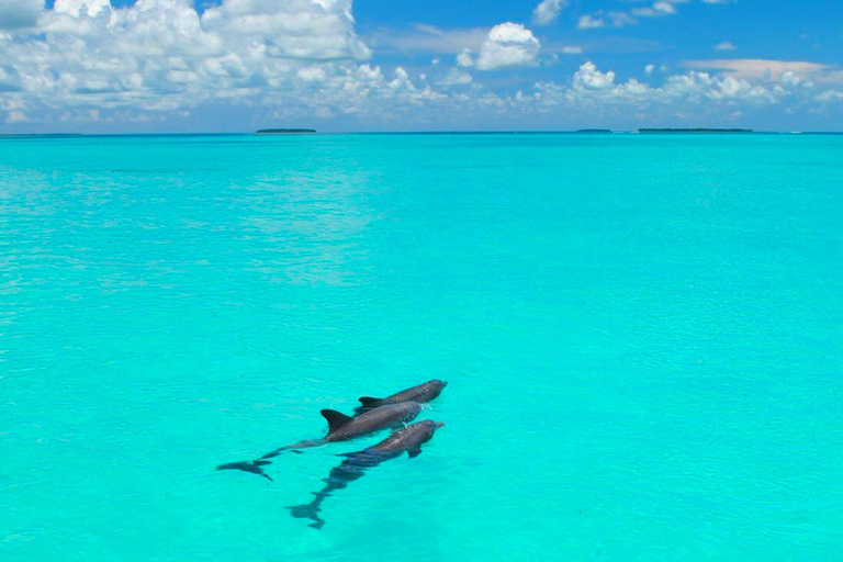 Ab Miami: Tour nach Key West mit WassersportaktivitätenGanztägige Tour mit Freizeit