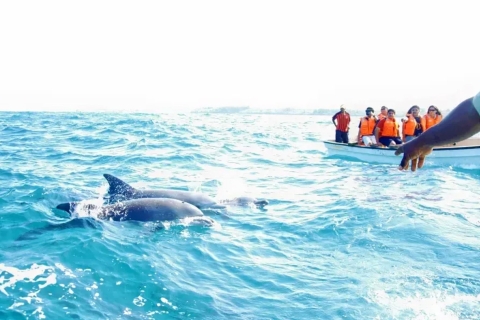 Desde Miami: excursión a Cayo Hueso con deportes acuáticosTour de día completo: avistamiento de delfines y esnórquel