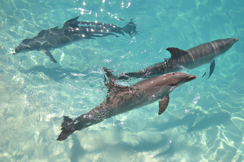 Ab Miami: Tour nach Key West mit WassersportaktivitätenGanztägige Tour mit Glasbodenbootfahrt