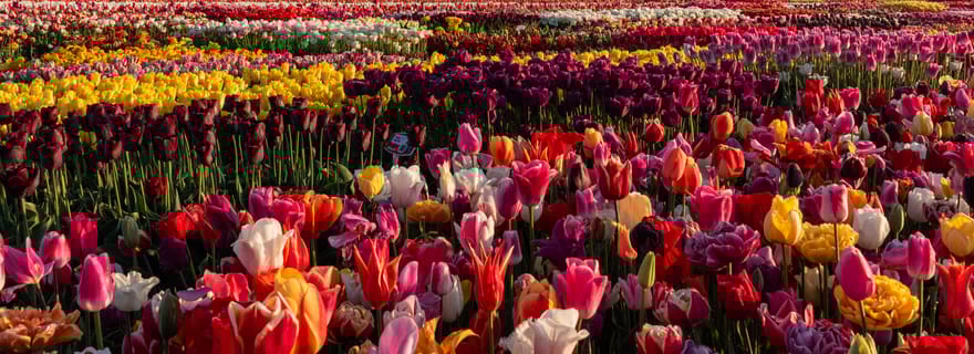 Amsterdam : billet pour l'expérience des tulipes avec jardin et musée