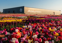 Lisse, Tulip Experience Ticket with Museum & Flower Picking - Housity