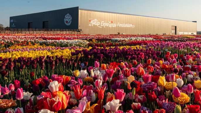 Lisse: Tulip Experience Ticket with Museum & Flower Picking