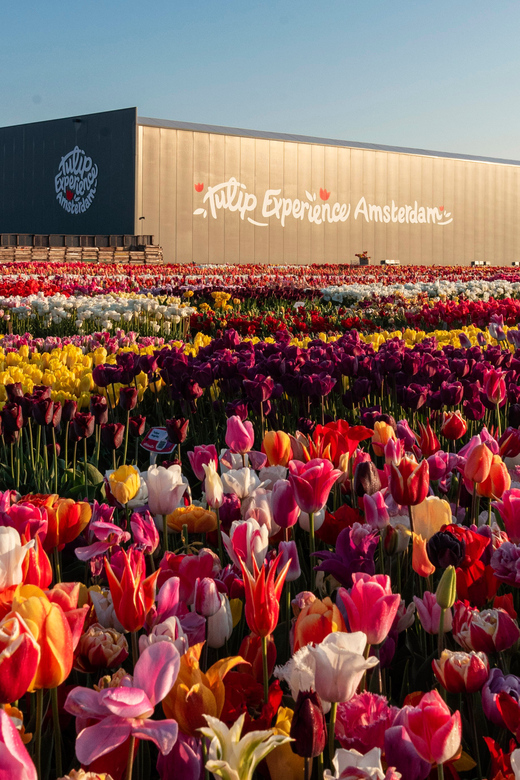 Lisse: Tulip Experience Ticket with Museum and Flower Pick