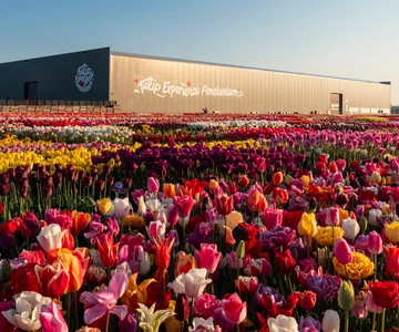 Lisse: Tulip Experience Ticket with Museum & Flower Picking