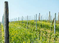 Monferrato, Wine Tour & Picnic in the Vineyards - Housity