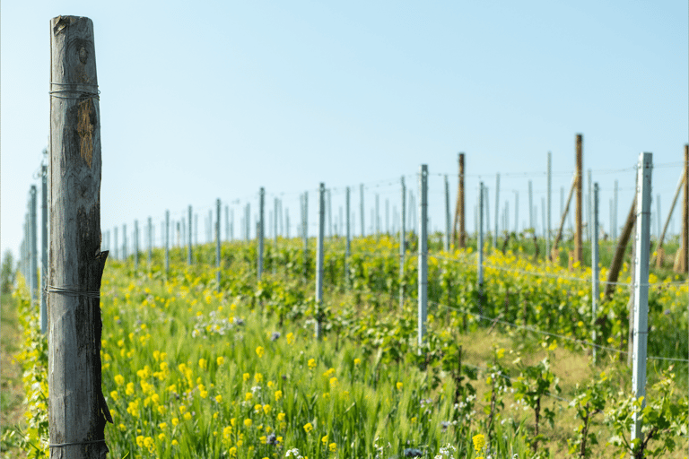 Monferrato: Wine Tour & Picnic in the Vineyards Wine Tour & Picnic in Italian