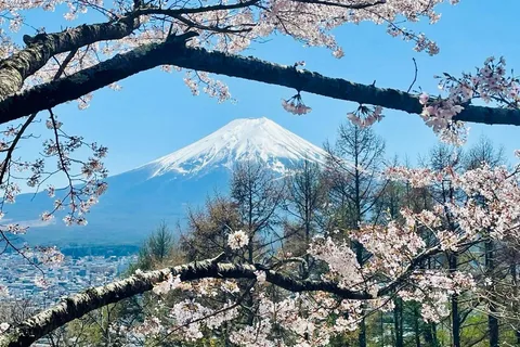 Mt. Fuji and Hakone Cherry Blossom Private One Day Tour