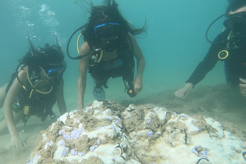 San Juan: Tour subacqueo per principianti con tartarughe e video