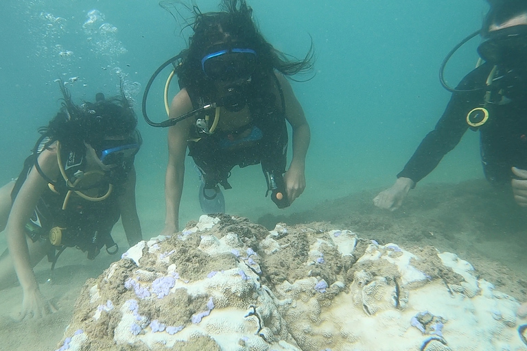 San Juan : Cours de plongée sous-marine pour débutants avec des tortues