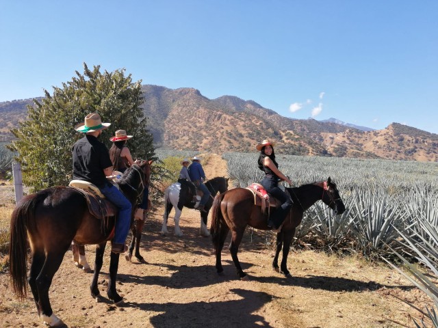 Visit Guadalajara Horse Riding on the Tequila Route with Tastings in Guadalajara