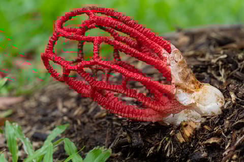 Cairns Botanic Gardens: Mushroom Photography Tour