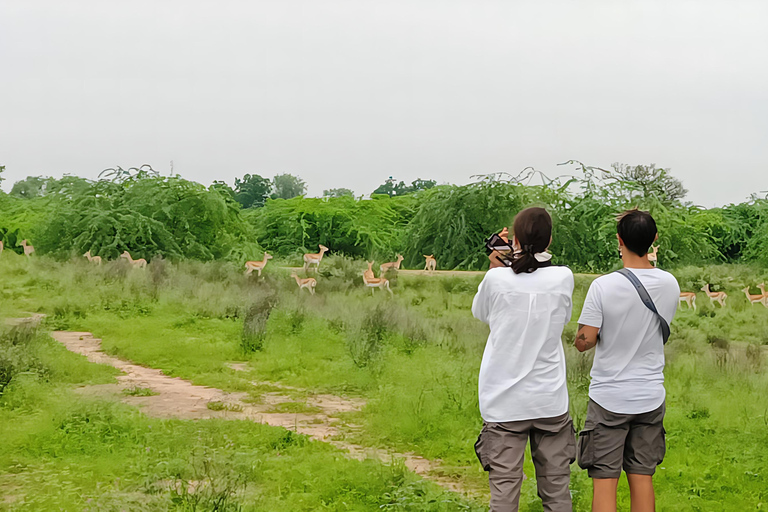 Aldea Bishnoi: recorrido de safari