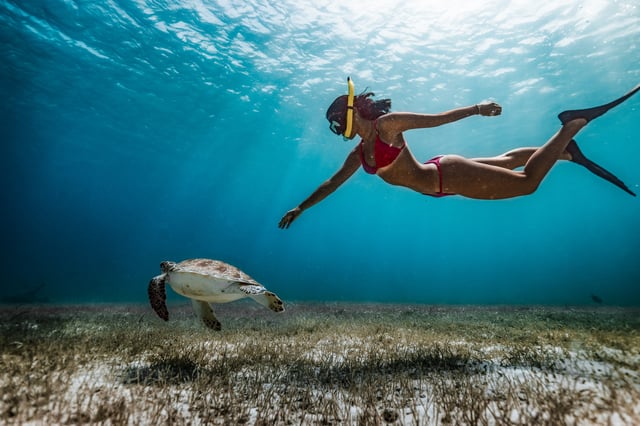 Depuis Dubaï : Fujairah : plongée en apnée avec les tortues, transfert et barbecue