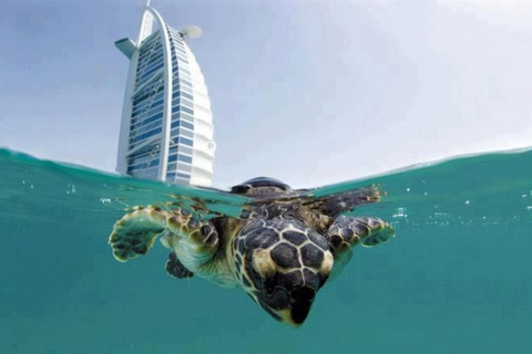 Dubai: Reef of Burj Al Arab Scuba Diving Experience