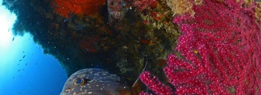 Calvi : cours de plongée avec instructeur et certificat PE12