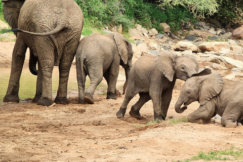 Depuis Zanzibar : Safari à Tarangire, Ngorongoro et ManyaraOption standard