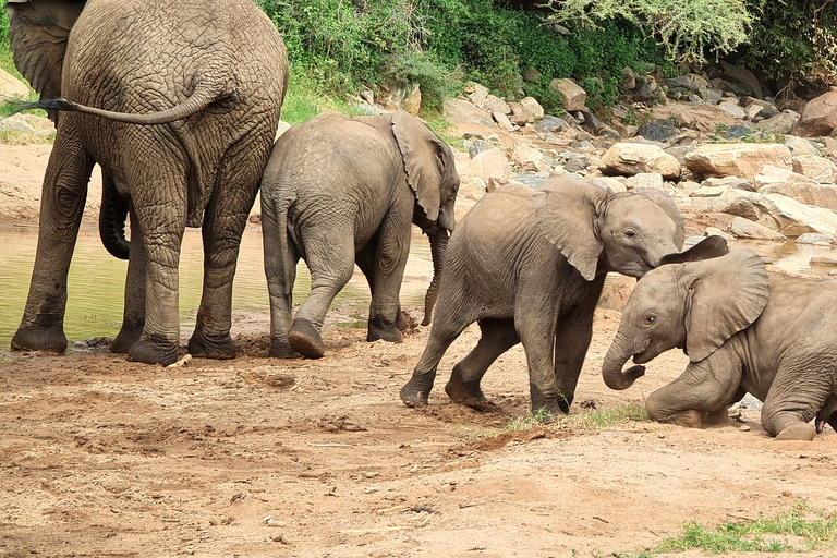 Von Sansibar aus: Safari nach Tarangire, Ngorongoro und ManyaraStandard Option