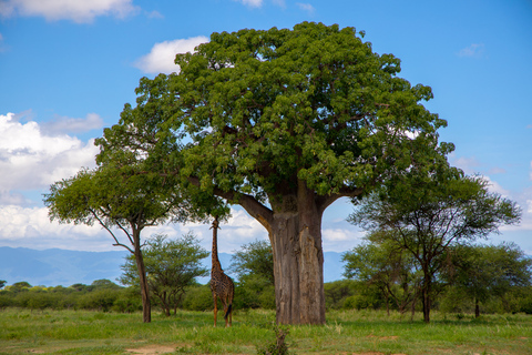 Desde Zanzíbar: Safari a Tarangire, Ngorongoro y ManyaraOpción Estándar