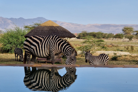 Depuis Zanzibar : Safari à Tarangire, Ngorongoro et ManyaraOption standard