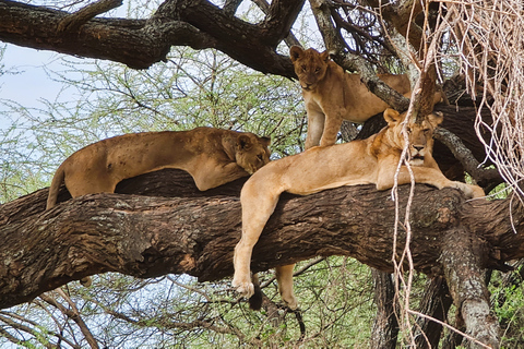 From Zanzibar: Safari to Tarangire, Ngorongoro, and Manyara Standard Option