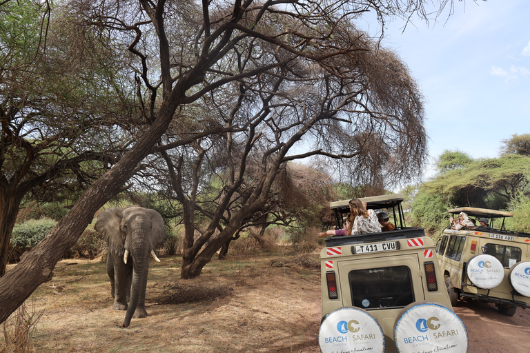 From Zanzibar: Safari to Tarangire, Ngorongoro, and Manyara Standard Option