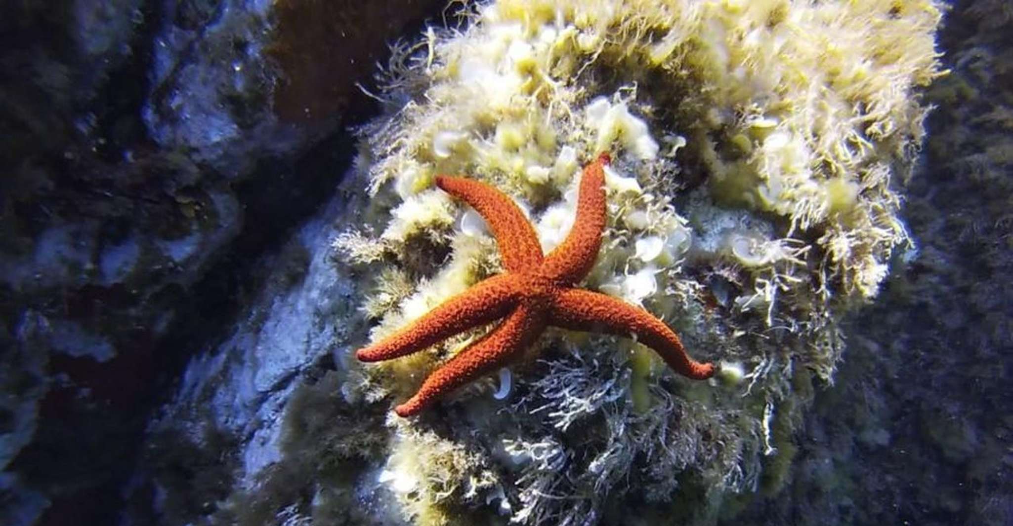 Calvi, PE40 Certificat Leçon de plongée avec instructeur - Hizvo