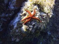 Lección de buceo con instructor Calvi, PE40 - Hizvo
