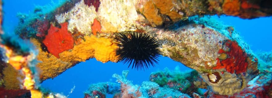 Calvi : Leçon de plongée avec certificat PE40 et instructeur