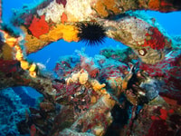 Lección de buceo con instructor Calvi, PE40 - Hizvo