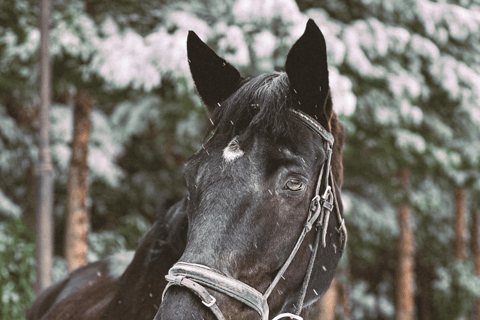 Baku: Horse Riding Club