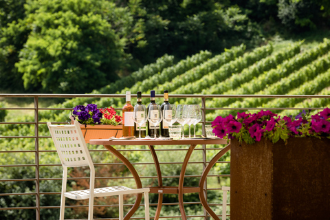 San Gimignano: wycieczka po winnicy z degustacją wina i lunchemLunch i degustacja w języku włoskim