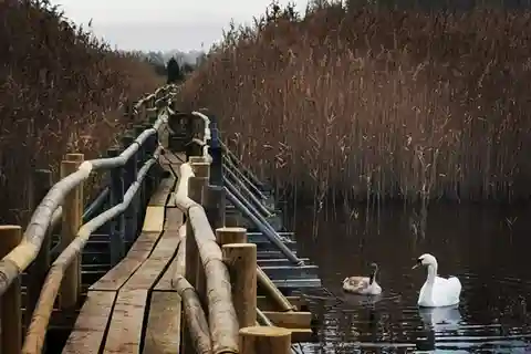 Visite du parc national de Kemeri en plein air