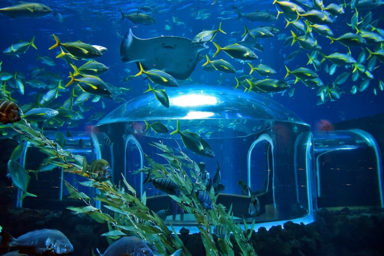 Gran Canaria: ticket para el acuario Poema del MarTicket sin colas para el acuario Poema del Mar