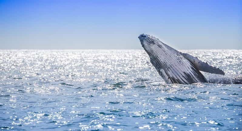 Dari Punta Cana: Pelayaran Menonton Paus Teluk Samana dengan Makan ...