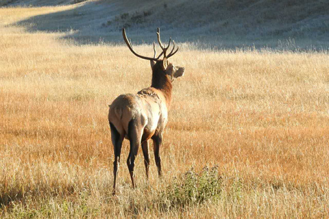 From Banff/Canmore: Guided Day Tour in Banff National ParkDeparture from Banff