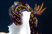 Santa Maria, Scuba Diving Package with 3 Dives - Housity