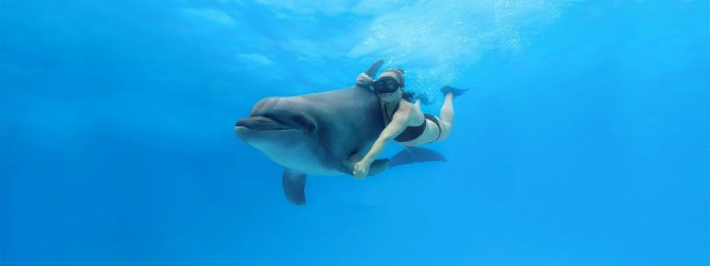 Visit Cabo San Lucas Swim Excursion with Dolphin Interaction in Cabo San Lucas, México